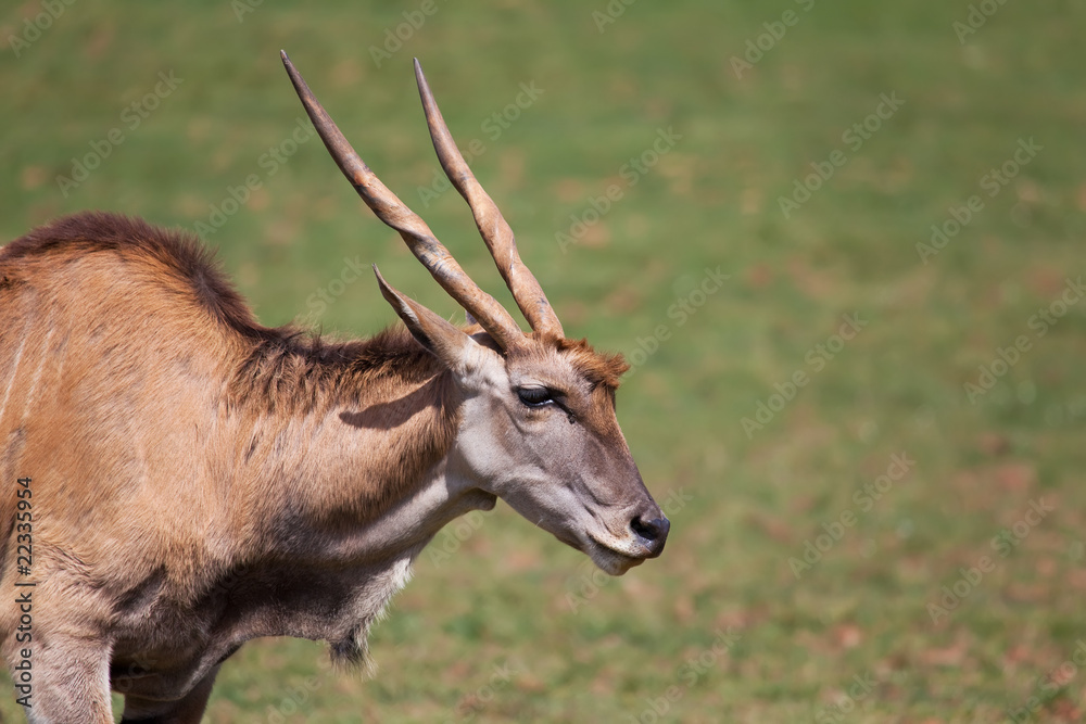 Eland