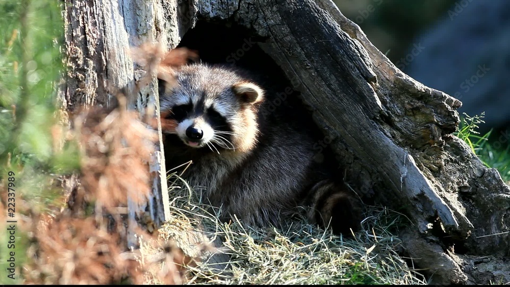Waschbär