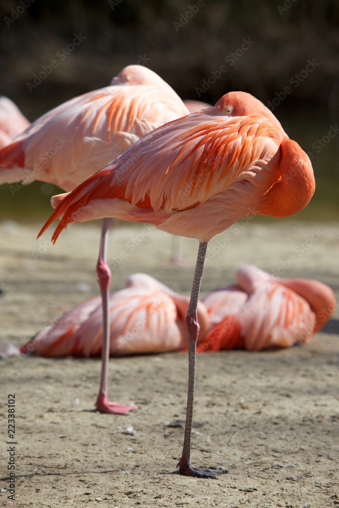 Flamingo