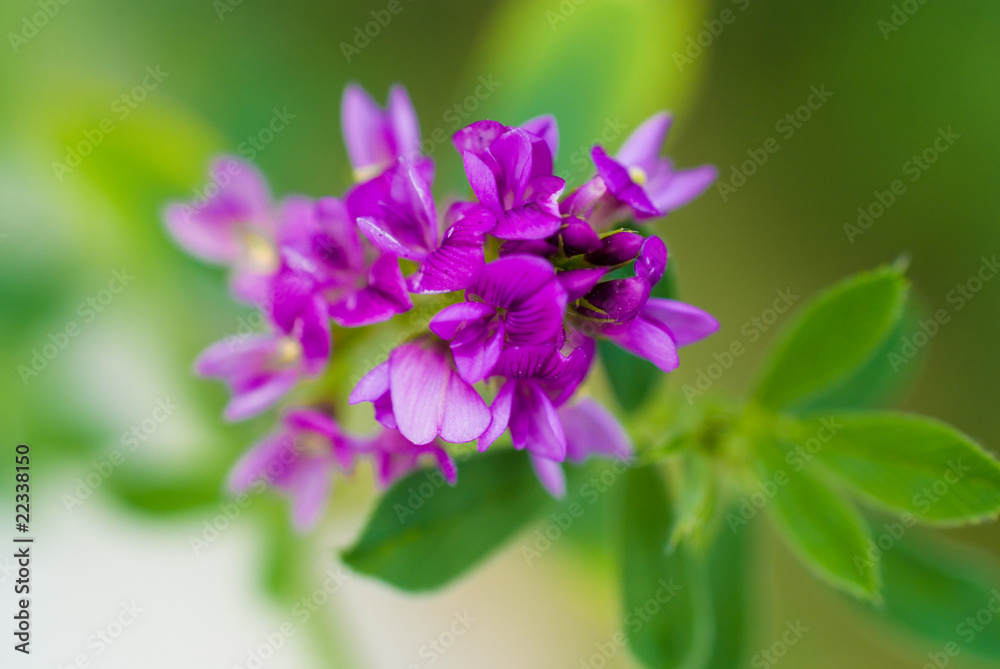 the spring lilac flower