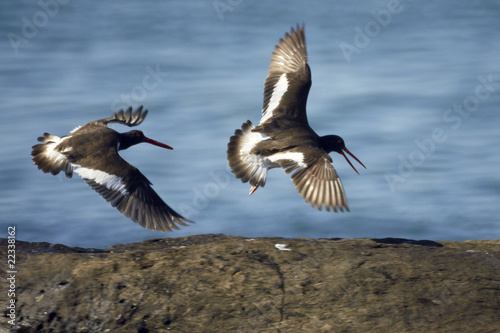 Austernfischer im Flug