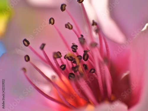peach blossom - malum persici floris photo