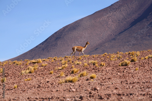 Vicuña im Altiplano vor Vulkan photo