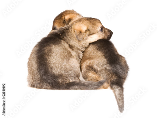 Sheepdogs puppys isolated over white background