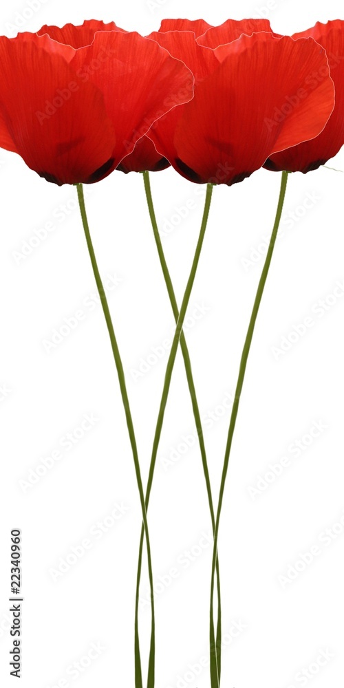 Fototapeta premium Bouquet de coquelicots