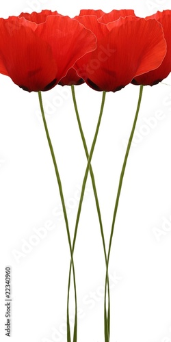 Fototapeta Naklejka Na Ścianę i Meble -  Bouquet de coquelicots