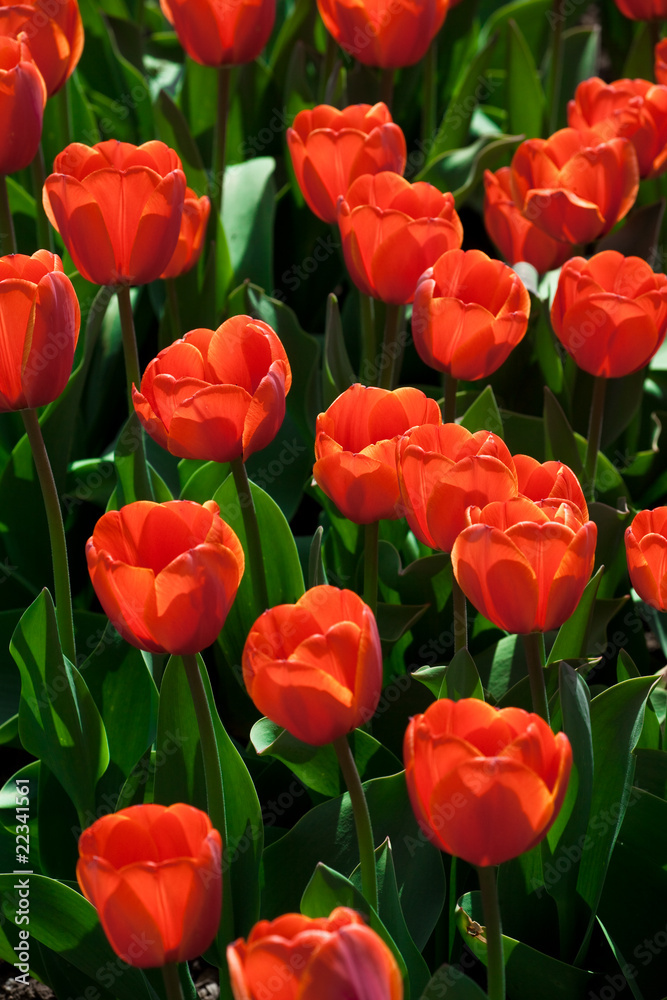 Red tulips Red tulips