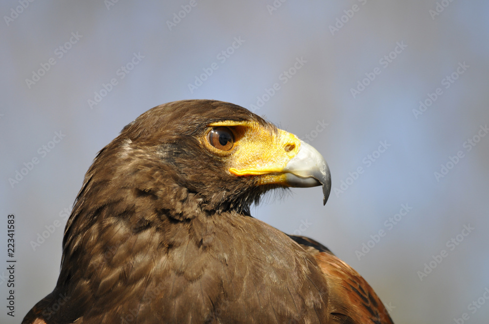 Halcon de harris Halcon de harris