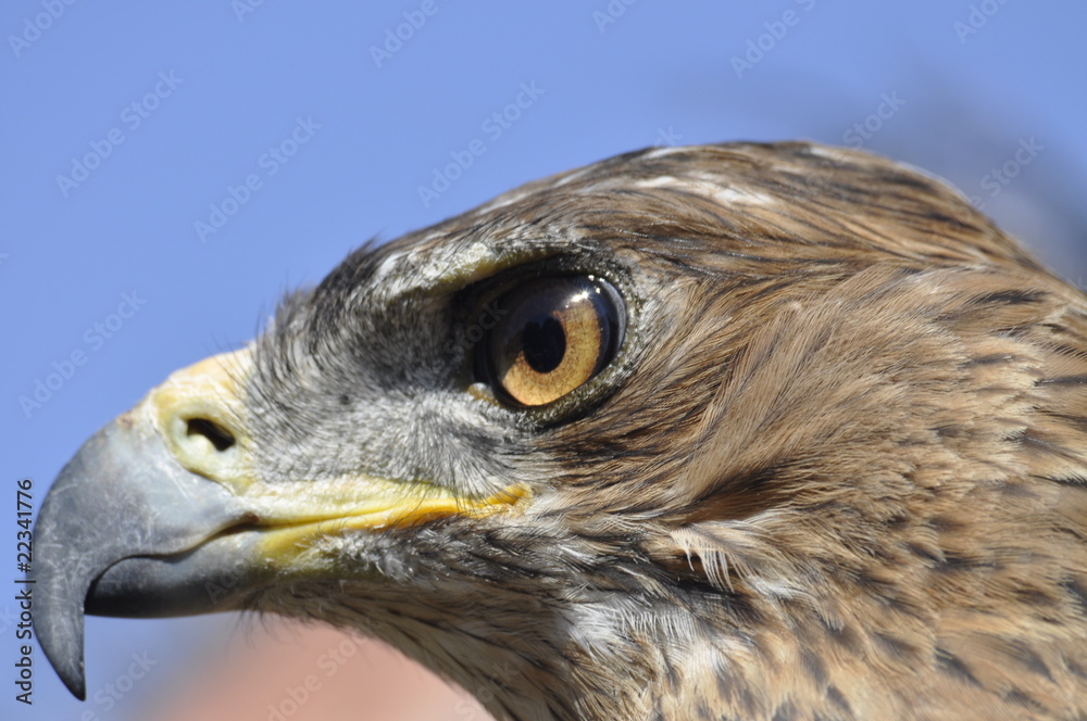 Naklejka premium Aguila Perdicera