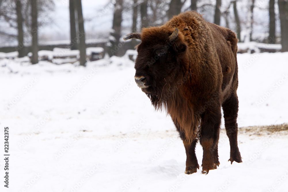 Wisent im Winter Wisent im Winter