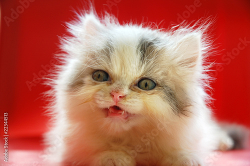 close up of cute persian kitten