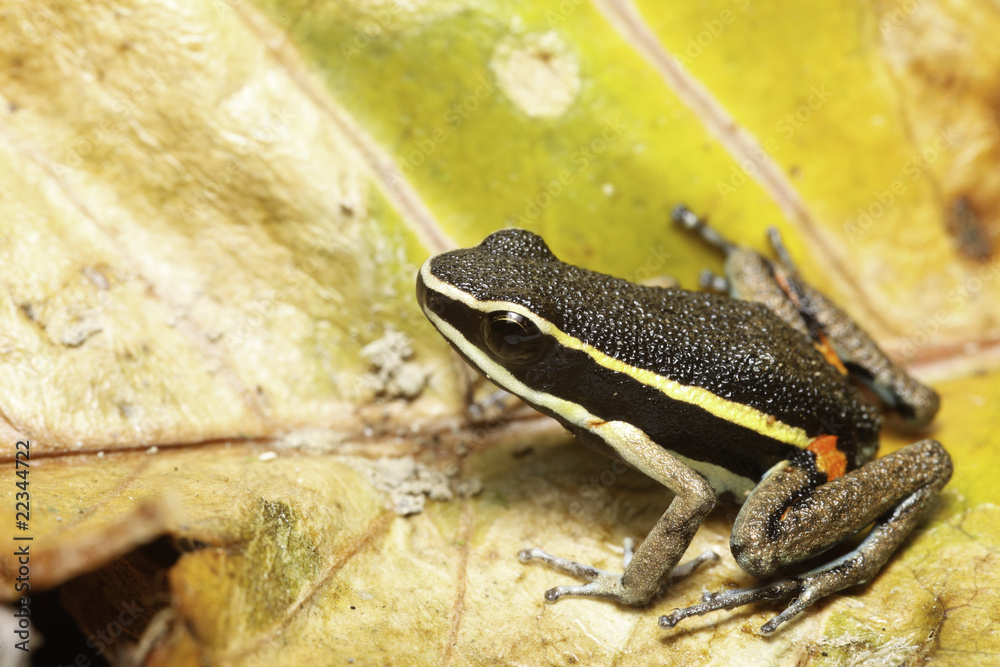 Naklejka premium poison dart frog