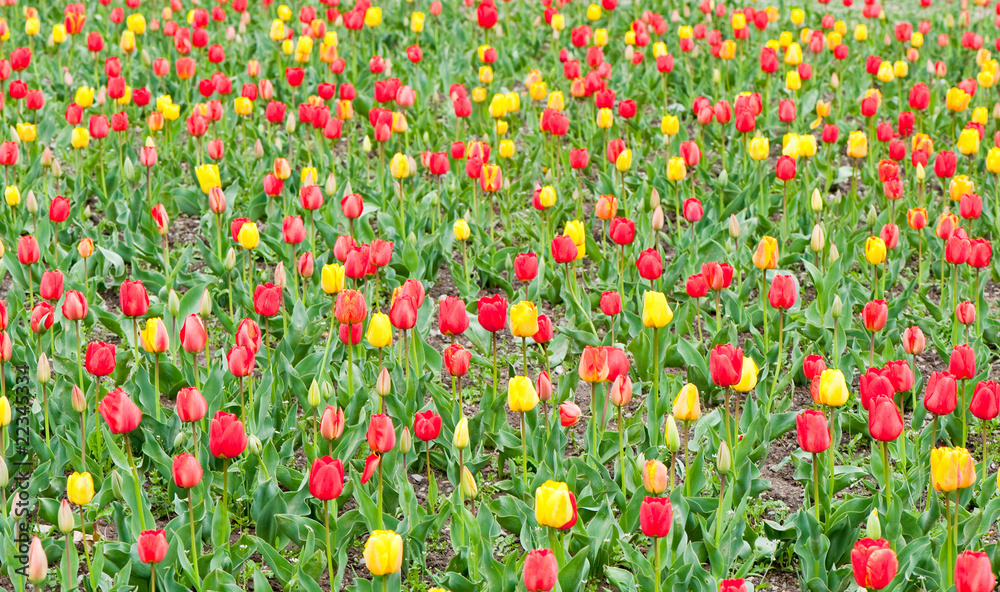Blossoming field of tulips