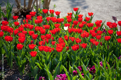 Red tulips