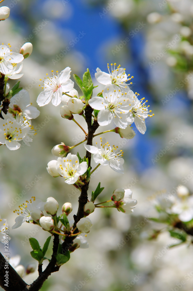 Pflaumenbaumbluete - plum blossom 60
