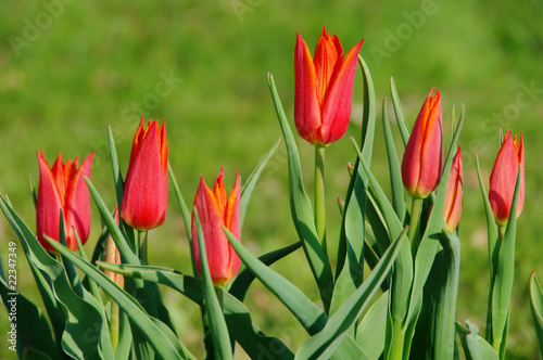 Tulpe rot - tulip red 03