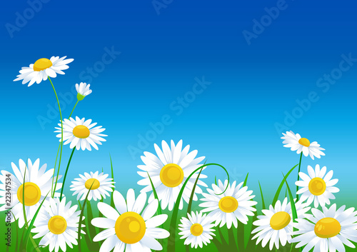 meadow with daisies