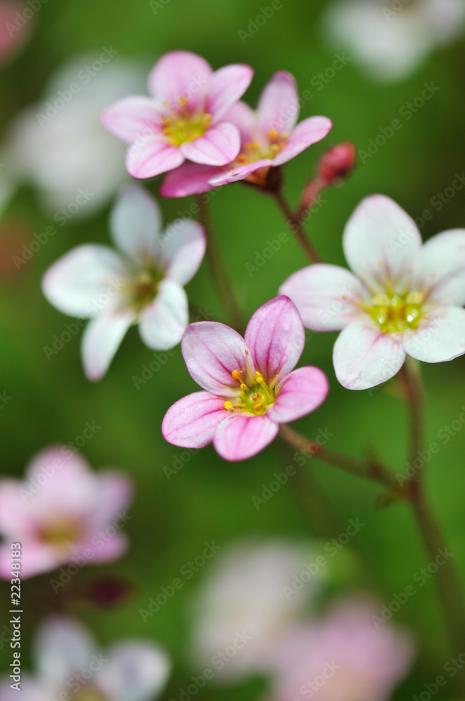 Mossy saxifrage, fireworks