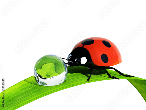 Ladybird on a blade of grass.