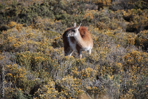 Guanaco