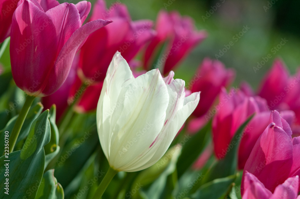 Fototapeta premium Single white tulip among red tulips