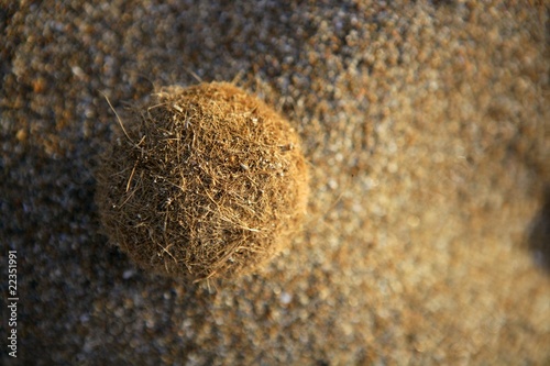 Posidonia Oceanica  seaweed brown ball on beach sand photo