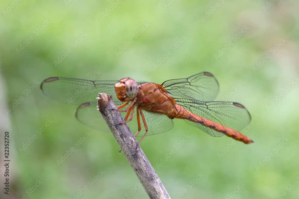 Libellula Libellula
