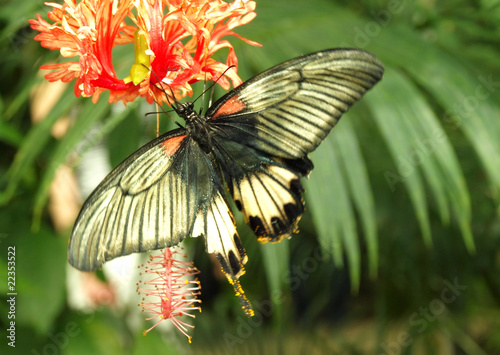 Canvas Print Exotic butterfly on blossom