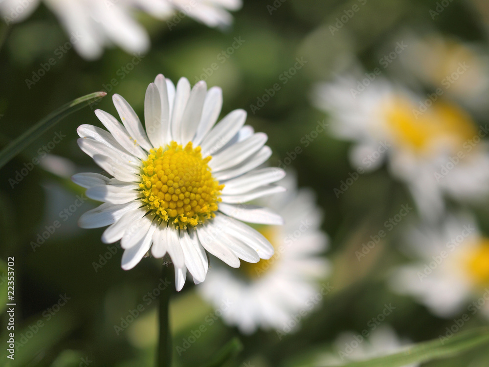 Daisies macro shot with sunshine Daisies macro shot with sunshine