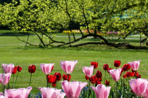 Tulpen im Park © Fotoca