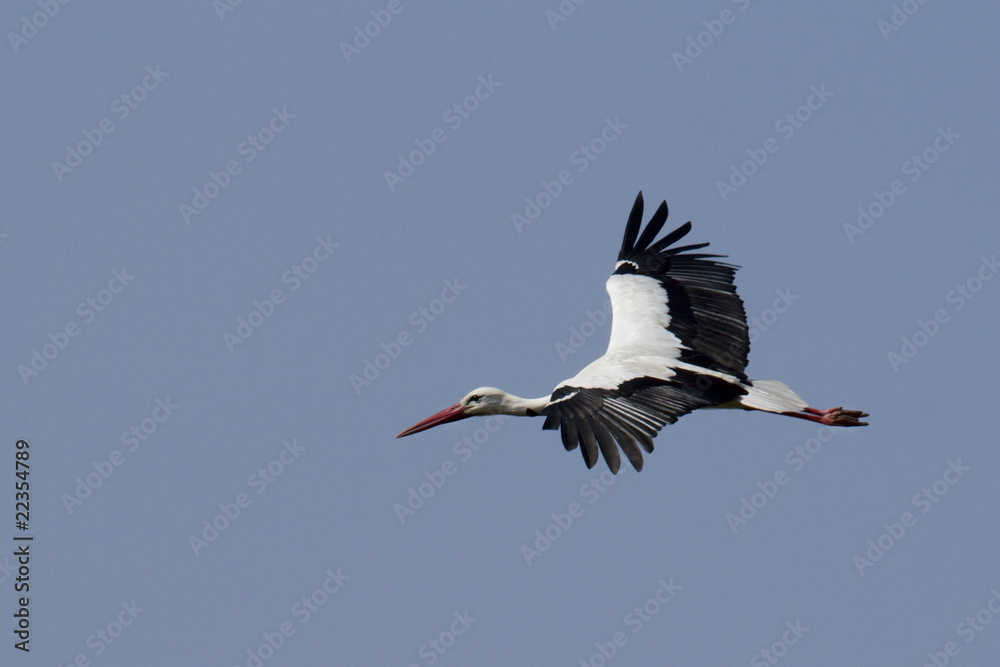 Cigogne blanche - White stork (ciconia ciconia) Cigogne blanche - White stork (ciconia ciconia)