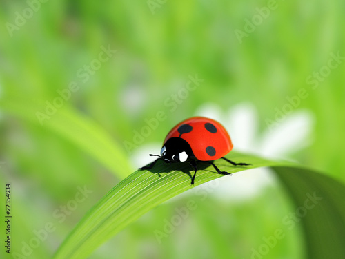Ladybird on a blade of grass.