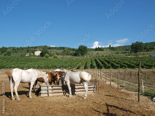 herd of horses among the vineyards © wjarek