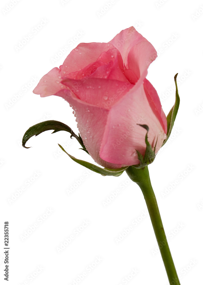 Fototapeta premium Rose freigestellt