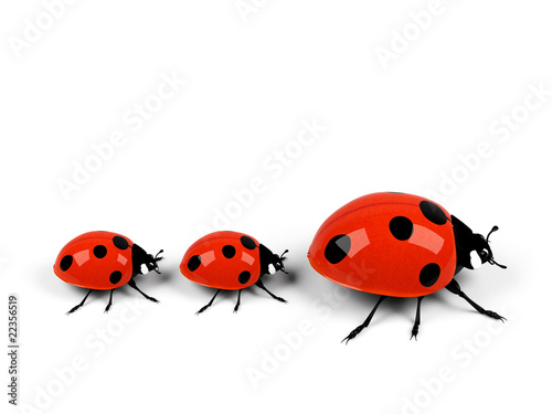 ladybug family isolated on white. © tavi