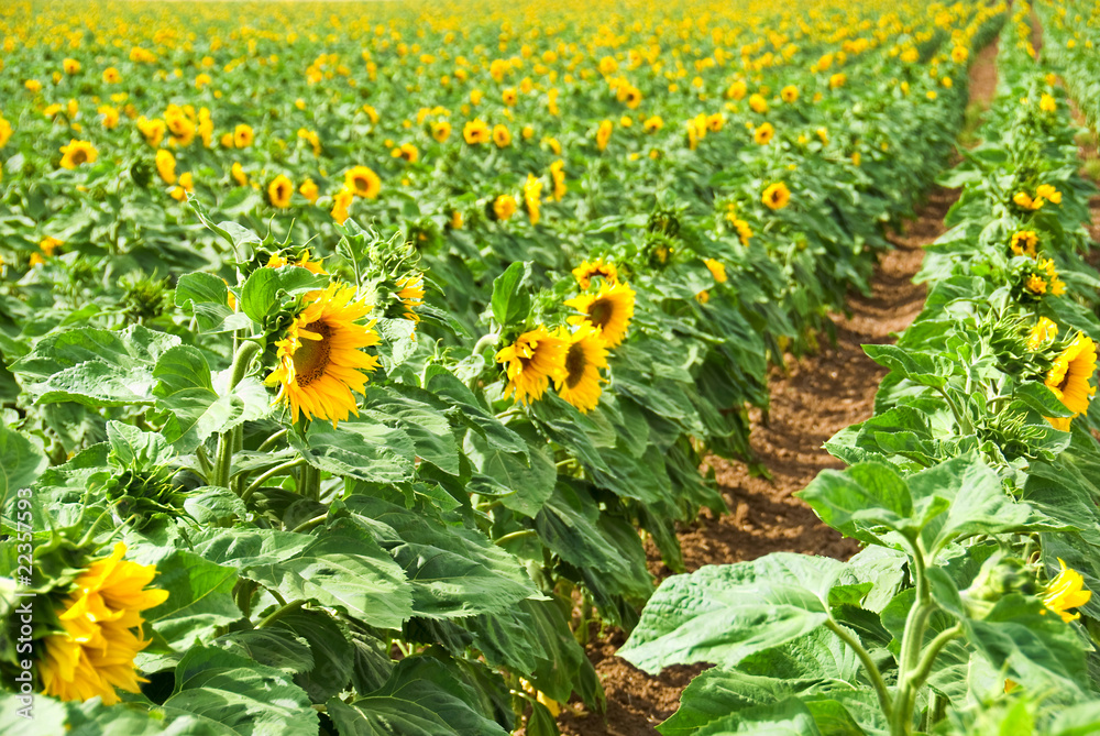 Obraz premium sunflower