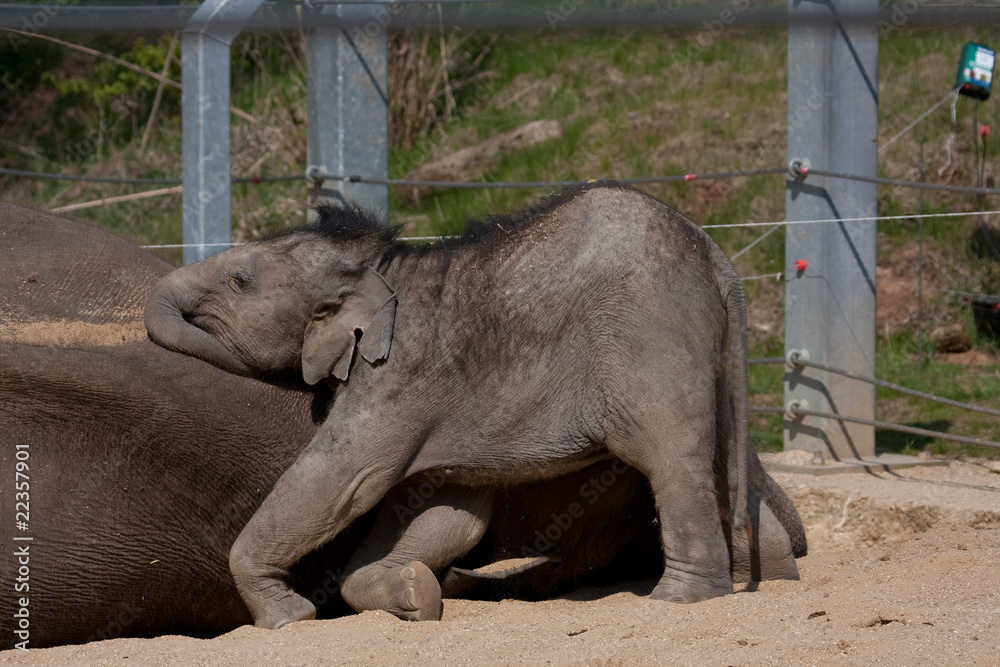 Fototapeta premium Baby Elephant