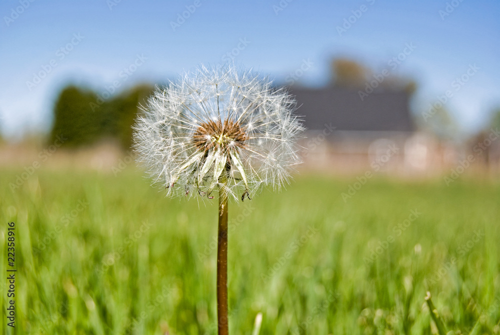 Naklejka premium Just Dandy