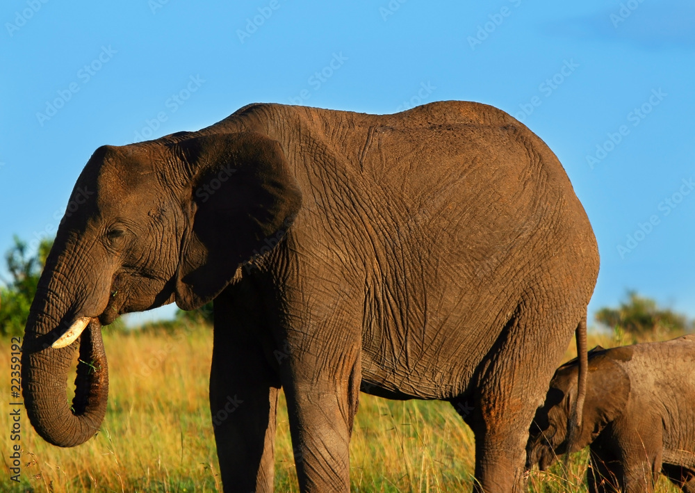 Fototapeta premium African Elephant in the wild