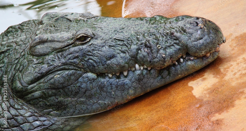 Naklejka premium Crocodile