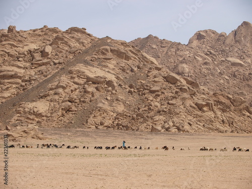 Goatherd with his goats in desert