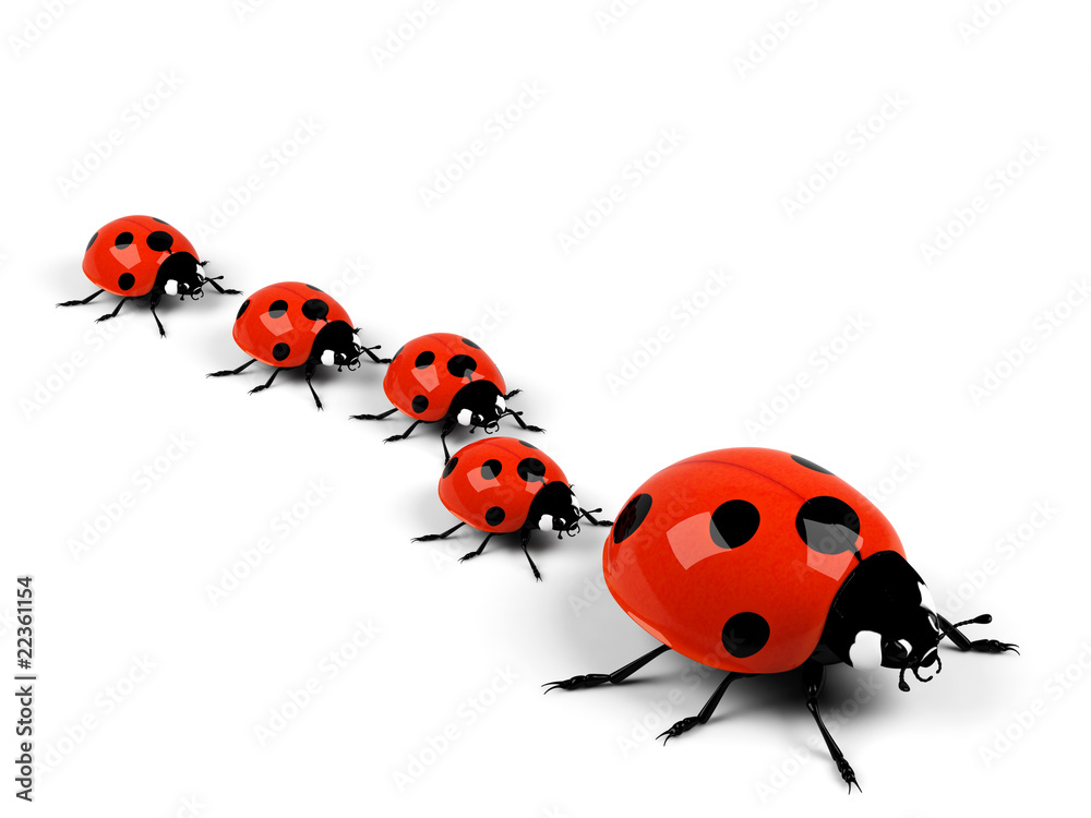 Ladybird on a white background. Ladybird on a white background.