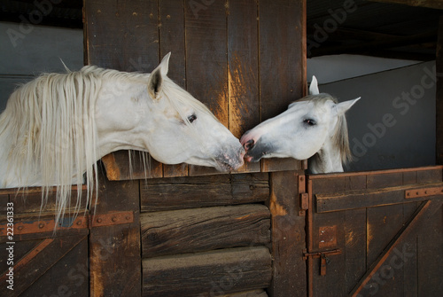 Two horses kissing