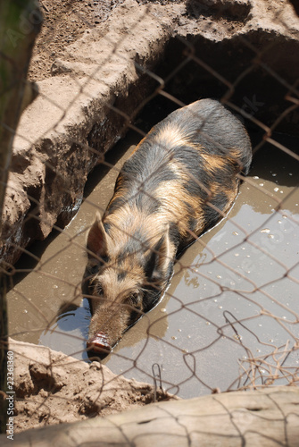 Cochon photo