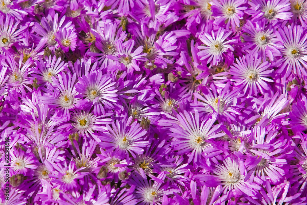 Plant Delosperma Purple Ice Plant ( Delosperma cooperi) Plant Delosperma Purple Ice Plant ( Delosperma cooperi)