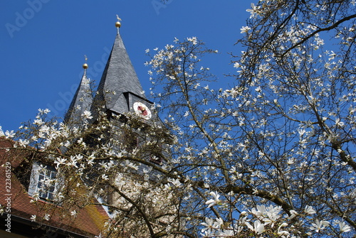 Magnolienblüte mit Kirche