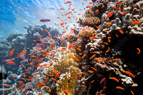 Colony anthias on the fire coral