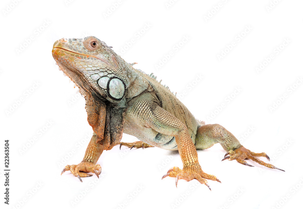iguana iguana