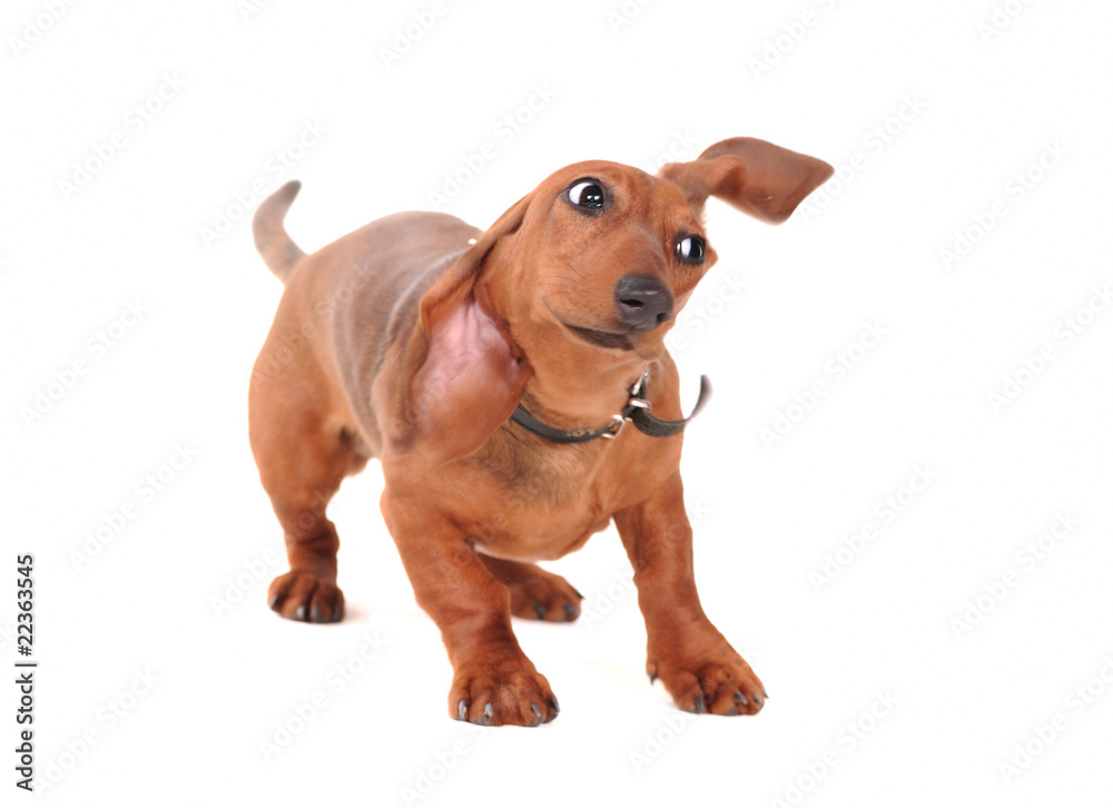 Portrait Of The dachshund Dog Isolated On White Portrait Of The dachshund Dog Isolated On White