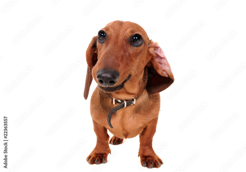 Portrait Of The dachshund Dog Isolated On White